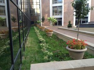 patch of Plants on a building roof with walkways
