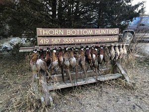 Pheasant Hunt! Post Thumbnail